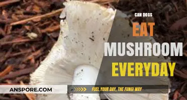 Can Dogs Eat Mushrooms Daily? Safety and Nutrition Explained