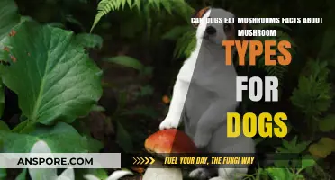 Can Dogs Eat Mushrooms? Safe vs. Toxic Types Explained