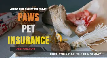 Can Dogs Eat Mushrooms? Healthy Paws Pet Insurance Explains