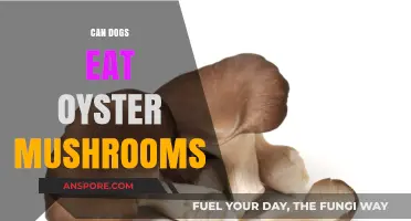 Can Dogs Safely Eat Oyster Mushrooms? A Pet Owner's Guide