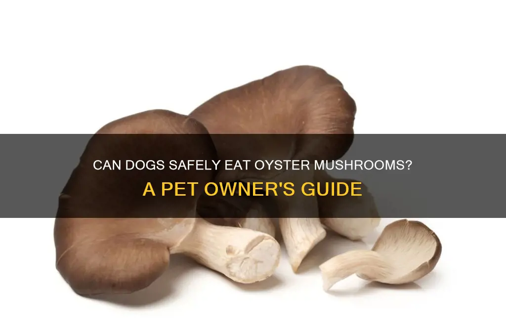 can dogs eat oyster mushrooms
