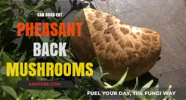 Can Dogs Safely Eat Pheasant Back Mushrooms? A Complete Guide