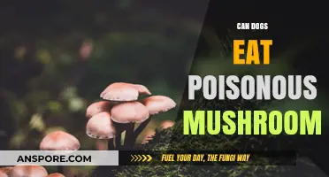 Can Dogs Eat Poisonous Mushrooms? Risks and Safety Tips