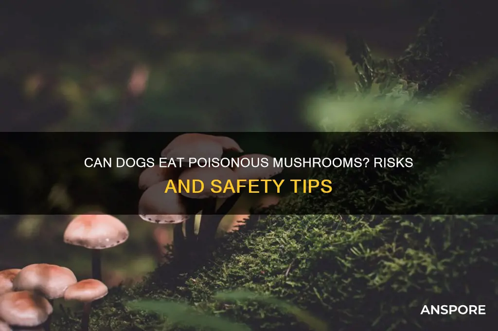 can dogs eat poisonous mushrooms