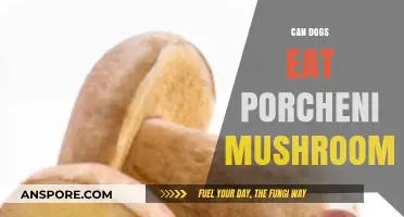 Can Dogs Safely Eat Porchini Mushrooms? A Pet Owner's Guide