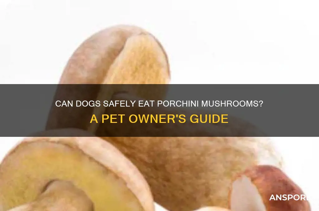 can dogs eat porcheni mushrooms