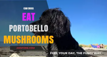 Can Dogs Safely Eat Portobello Mushrooms? A Complete Guide