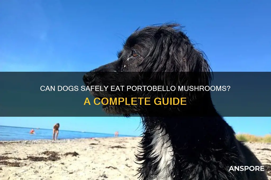 can dogs eat portobello mushrooms