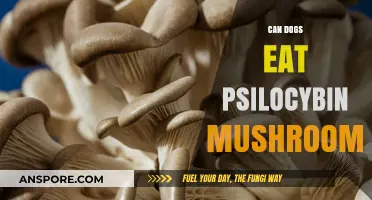 Can Dogs Safely Consume Psilocybin Mushrooms? Risks Explained