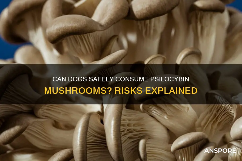 can dogs eat psilocybin mushrooms