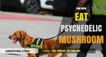 Can Dogs Safely Consume Psychedelic Mushrooms? Risks and Facts