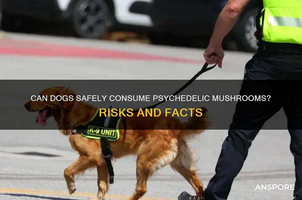 can dogs eat psychedelic mushrooms