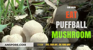 Can Dogs Safely Eat Puffball Mushrooms? A Pet Owner's Guide
