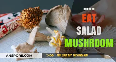 Can Dogs Eat Salad Mushrooms? A Safe Feeding Guide