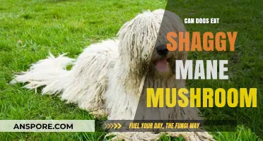 Can Dogs Safely Eat Shaggy Mane Mushrooms? A Pet Owner's Guide