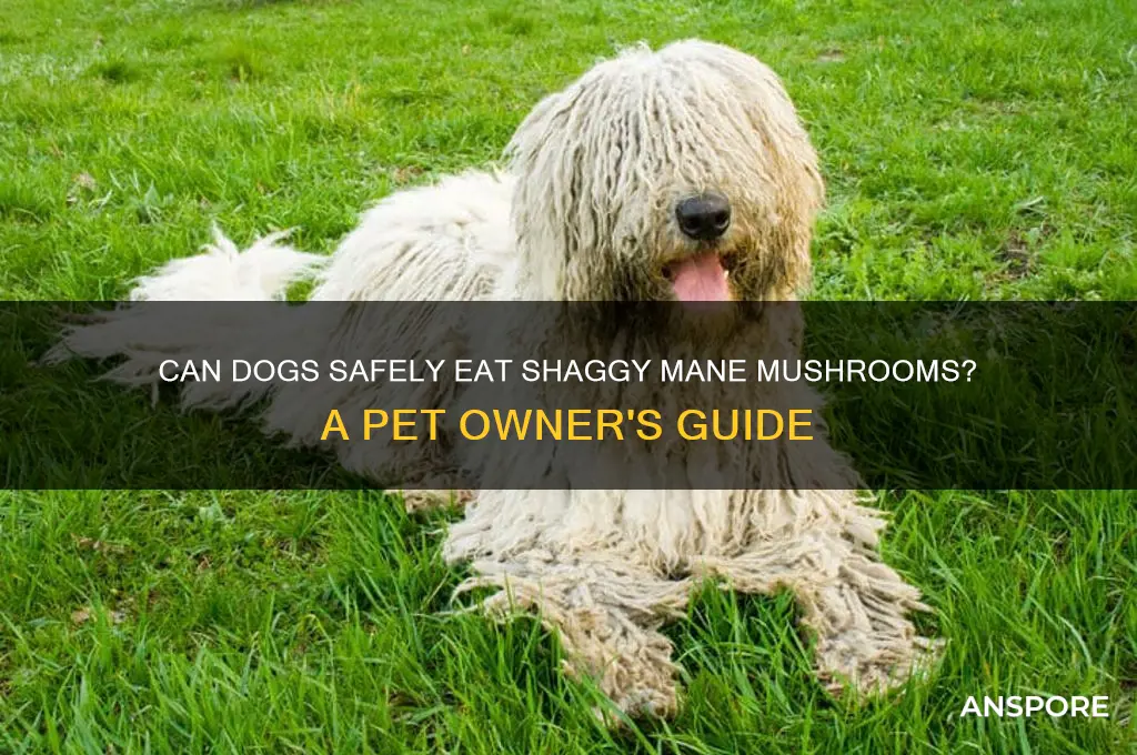 can dogs eat shaggy mane mushrooms