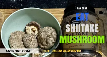 Can Dogs Safely Eat Shiitake Mushrooms? A Pet Owner's Guide