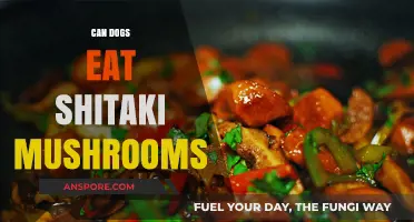 Can Dogs Safely Eat Shiitake Mushrooms? A Pet Owner's Guide