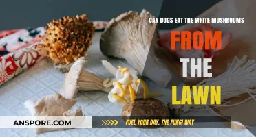 Can Dogs Safely Eat Lawn Mushrooms? White Varieties Explained