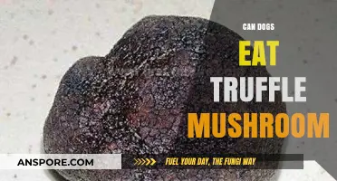 Can Dogs Safely Eat Truffle Mushrooms? A Pet Owner's Guide