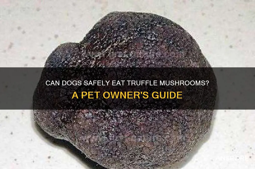 can dogs eat truffle mushrooms
