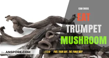 Can Dogs Safely Eat Trumpet Mushrooms? A Pet Owner's Guide
