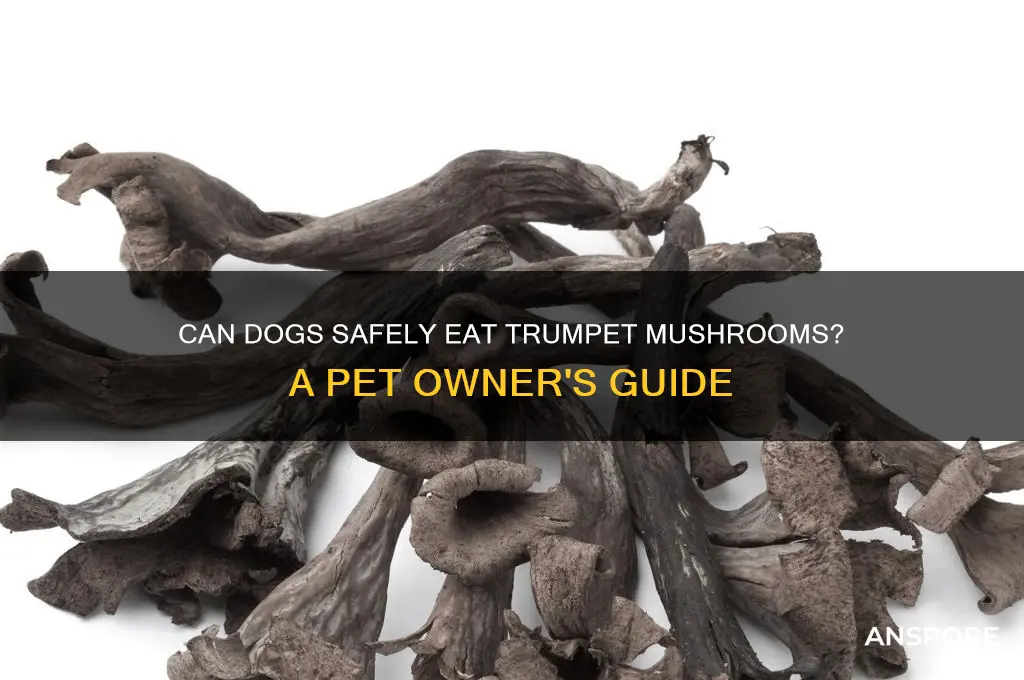 can dogs eat trumpet mushrooms