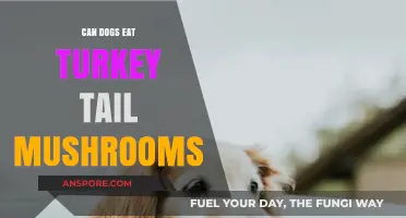 Can Dogs Safely Eat Turkey Tail Mushrooms? A Pet Owner's Guide