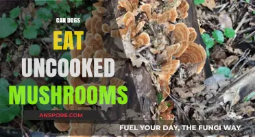 Can Dogs Eat Uncooked Mushrooms? Risks and Safety Tips