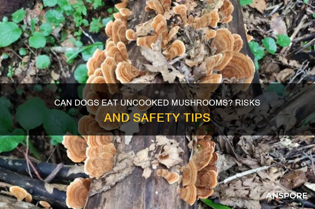 can dogs eat uncooked mushrooms