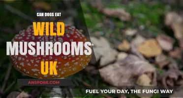 Can UK Dogs Safely Eat Wild Mushrooms? Risks and Advice