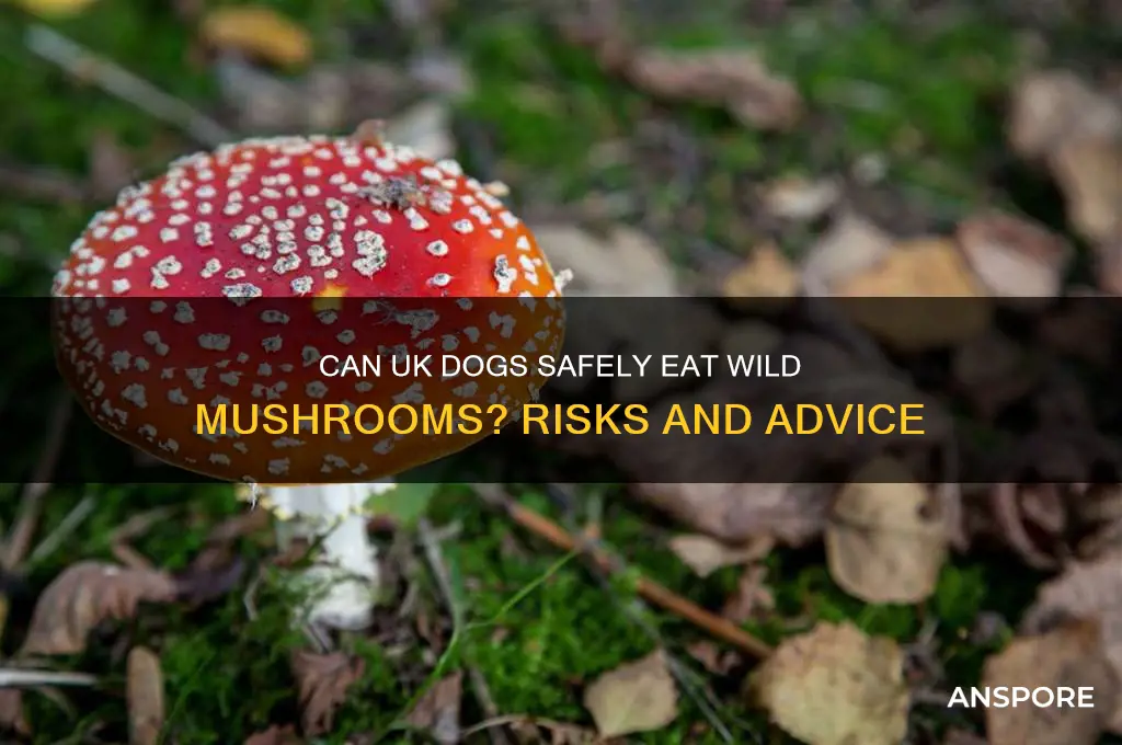 can dogs eat wild mushrooms uk