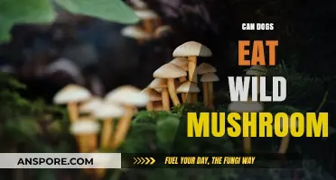 Can Dogs Eat Wild Mushrooms? Risks and Safety Tips