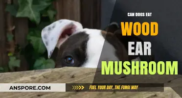 Can Dogs Safely Eat Wood Ear Mushrooms? A Pet Owner's Guide