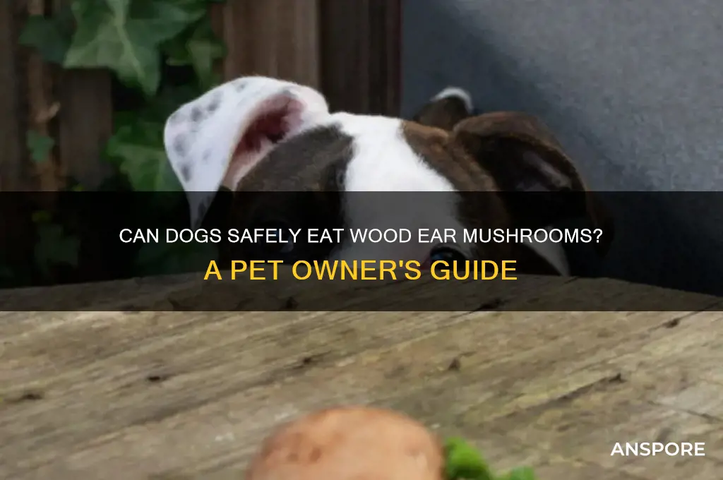 can dogs eat wood ear mushrooms