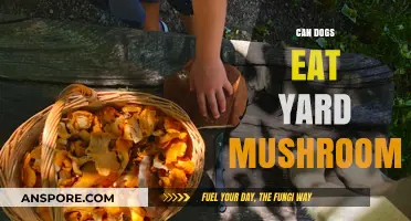Can Dogs Eat Yard Mushrooms? Risks and Safety Tips