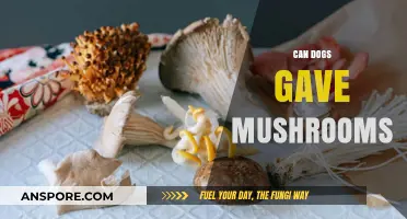 Can Dogs Eat Mushrooms? Safety Tips and Risks Explained