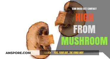 Can Dogs Get a Contact High from Mushrooms? Facts Revealed