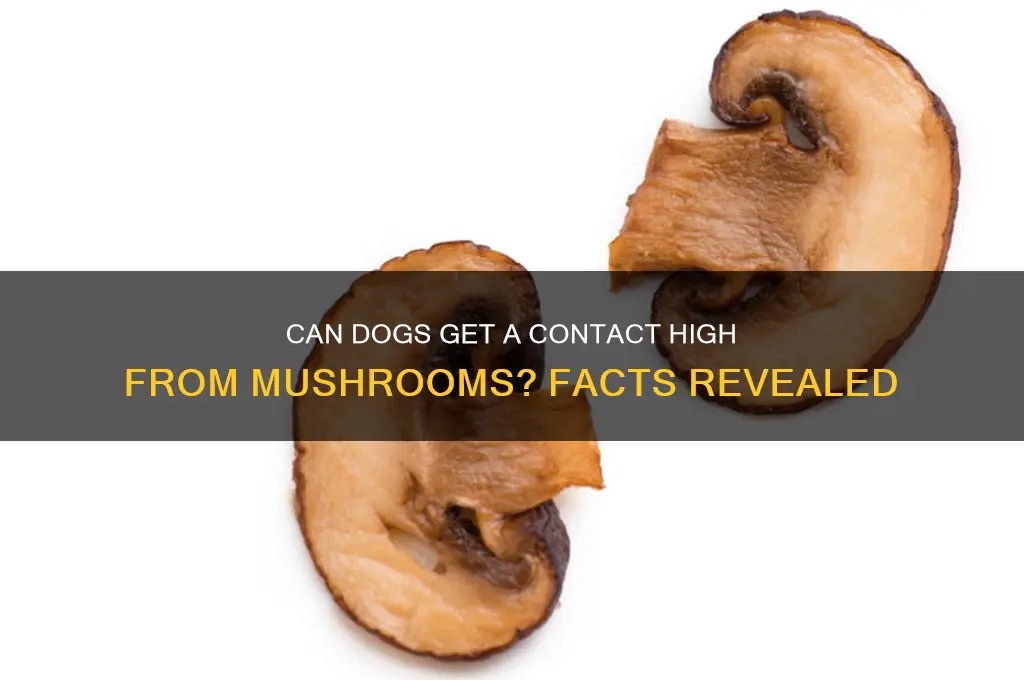 can dogs get contact high from mushrooms