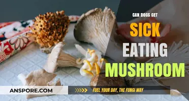 Can Dogs Safely Eat Mushrooms? Risks and Symptoms Explained