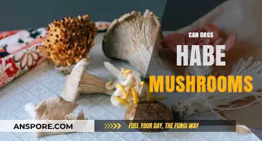 Can Dogs Eat Mushrooms? Safety Tips and Risks Explained