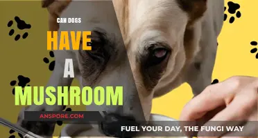 Can Dogs Eat Mushrooms? Safety Tips and Risks Explained