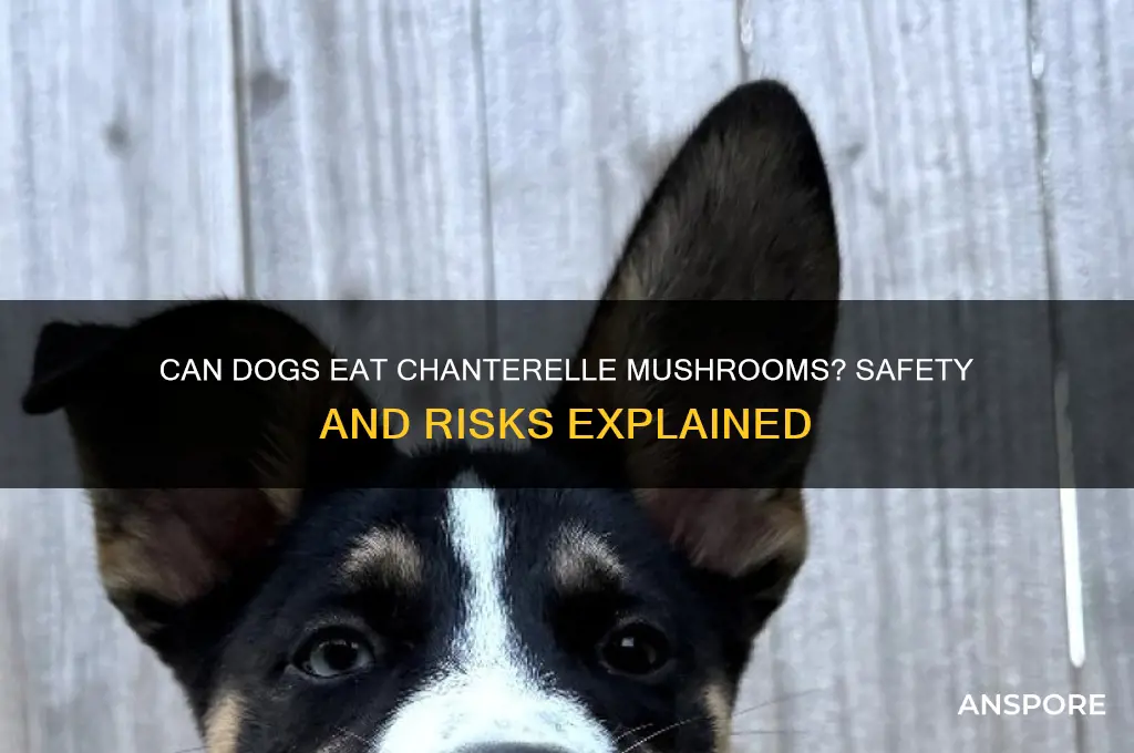 can dogs have chanterelle mushrooms
