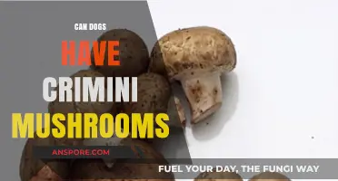 Can Dogs Eat Crimini Mushrooms? Safety and Health Insights