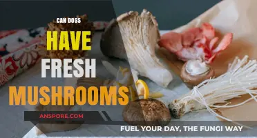 Can Dogs Eat Fresh Mushrooms? Safety Tips and Risks Explained