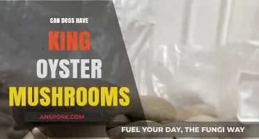 Can Dogs Safely Eat King Oyster Mushrooms? A Pet Owner's Guide