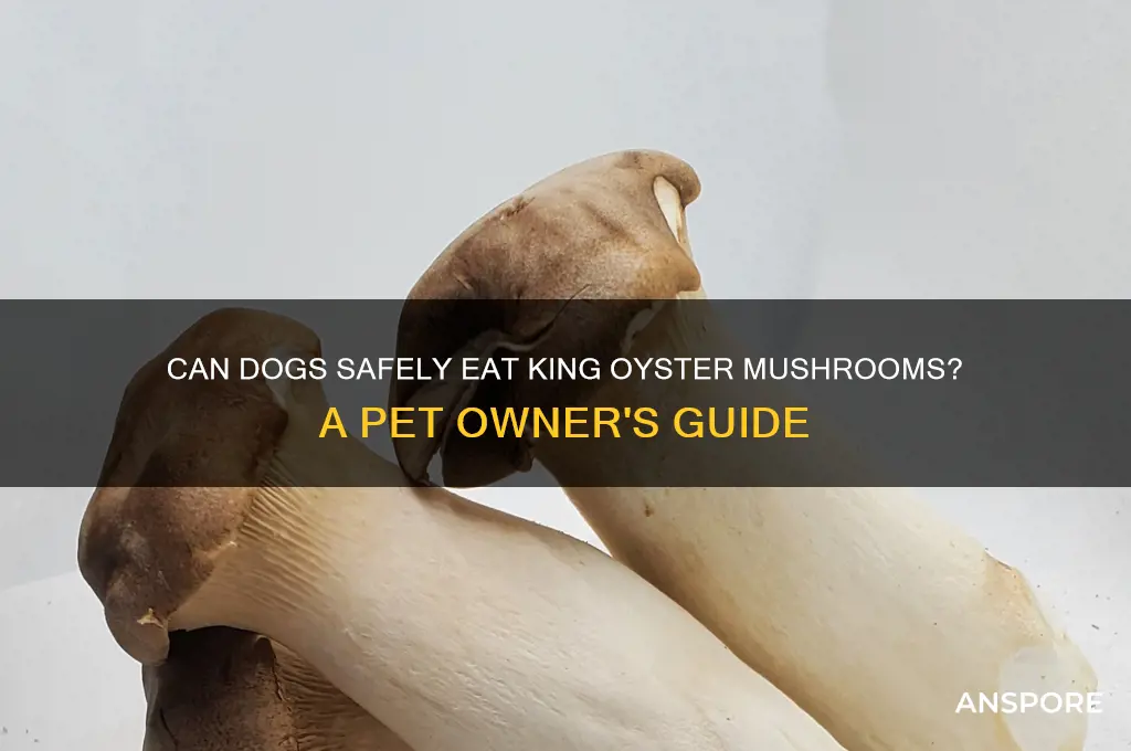 can dogs have king oyster mushrooms