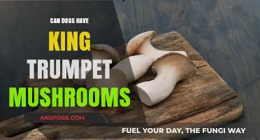 Can Dogs Safely Eat King Trumpet Mushrooms? A Pet Owner's Guide