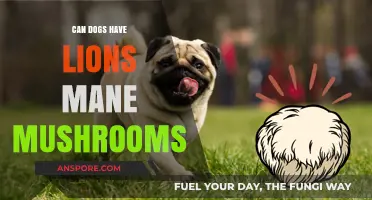 Can Dogs Safely Eat Lion's Mane Mushrooms? A Complete Guide