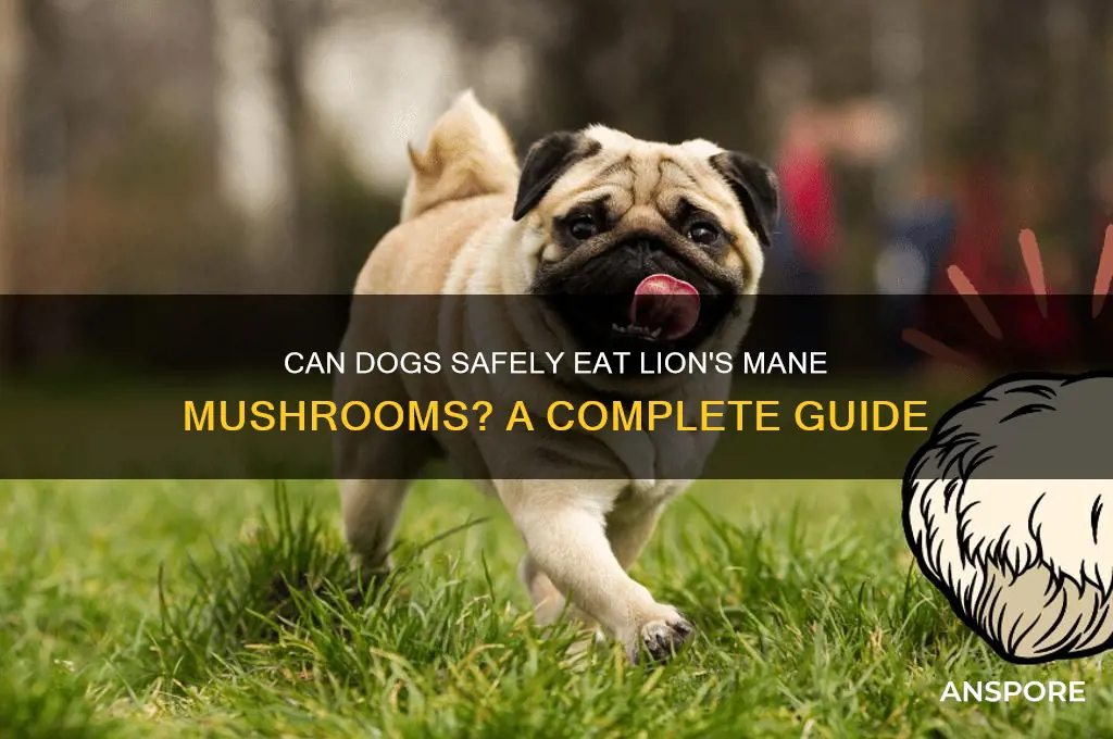 can dogs have lions mane mushrooms